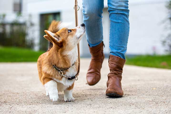 do all dogs like walks