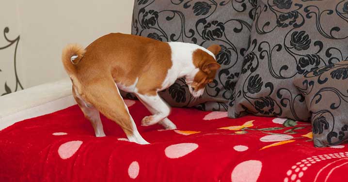 why do dogs love dig at their beds