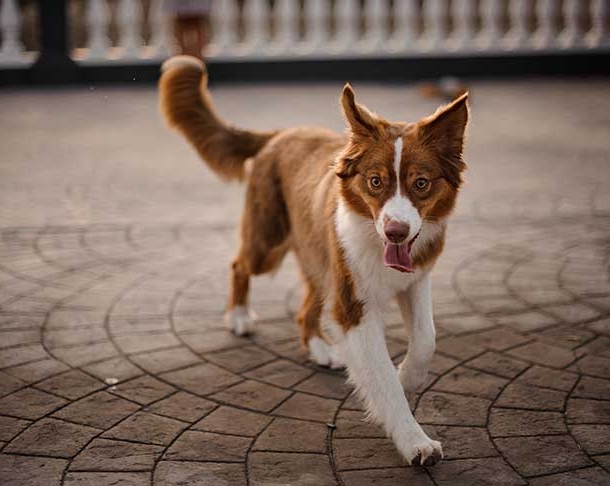 what your dog's tail is telling you