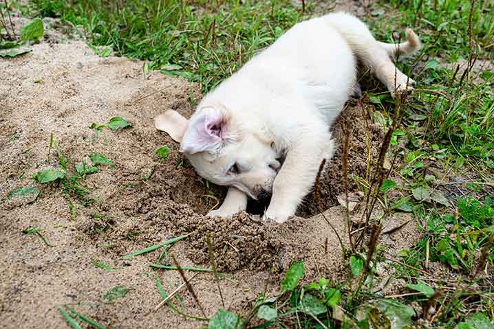 why do dogs love digging a hole