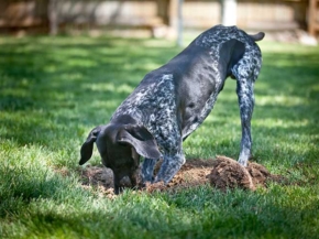 why do dogs love digging