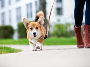 Why do dogs love going for walks