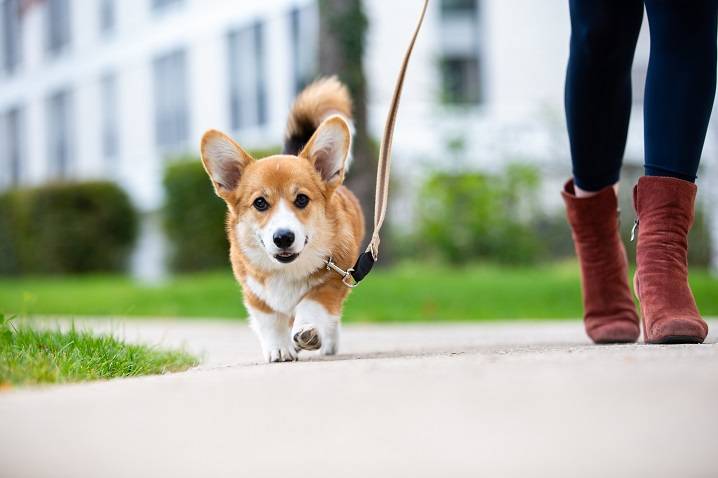 why dogs love going for walks