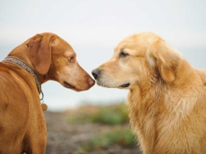 can dogs recognize their own breed