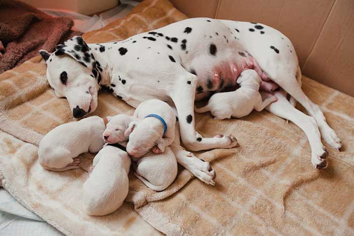do dalmatians have spots when born?