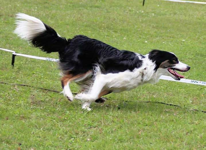 how fast can a border collie run