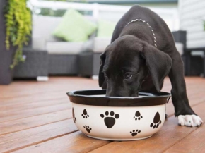 how often to feed great dane puppy