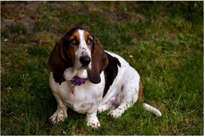 how to house train a basset hound puppy