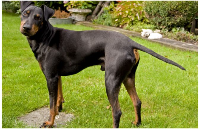 what dog breed can live the longest