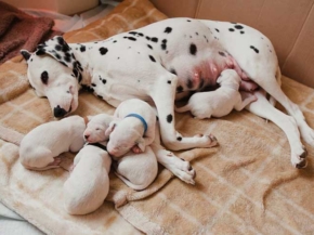When Do Dalmatian Puppies Get Their Spots