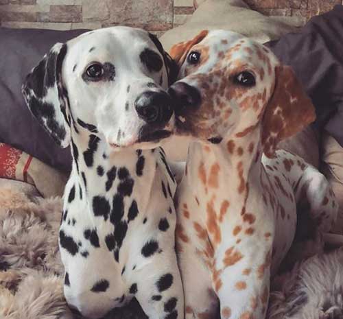 when do dalmatian puppies get their spots as they age