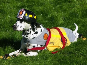 why do firefighters have dalmatians