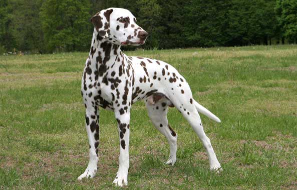 why were dalmatians chosen as firehouse dogs