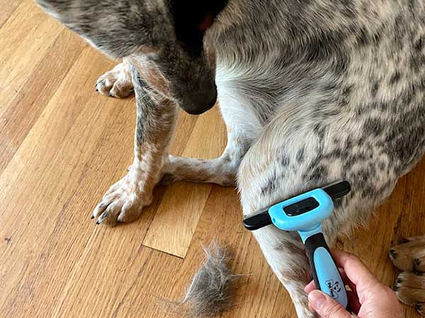 how to care for a blue heeler dog
