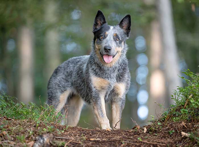 how to take care of a blue heeler puppy