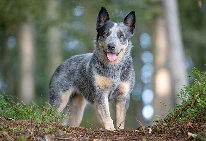 How to Take Care of A Blue Heeler? - Important Tips for You ...
