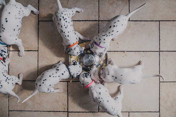 Best food for clearance dalmatians