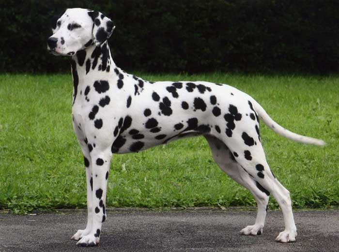 why are dalmatians not common