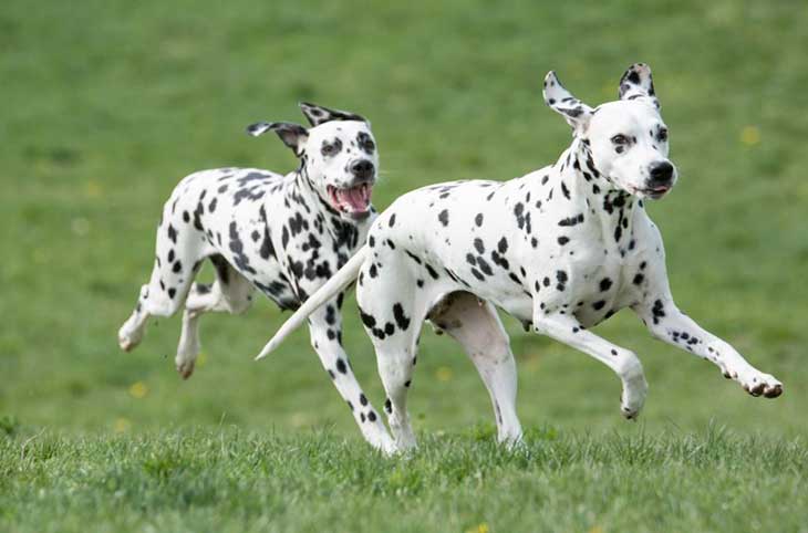 how rare are dalmatian puppies?