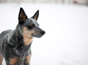 how cold can a blue heeler be outside