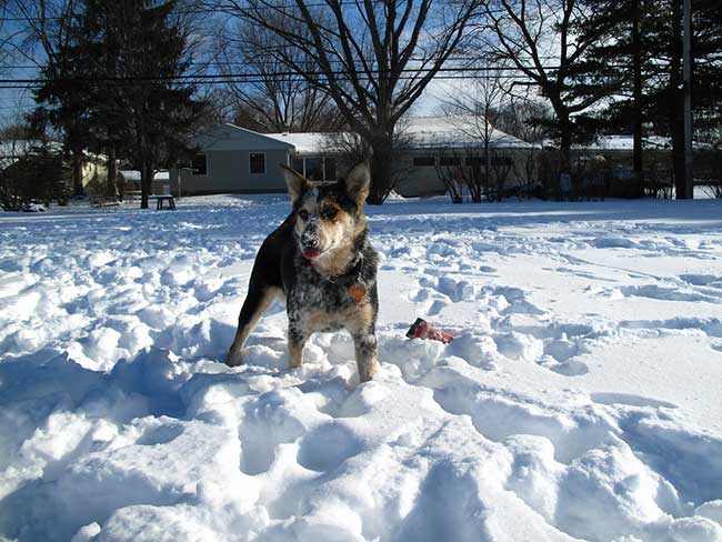 how cold can a blue heeler be outside alone