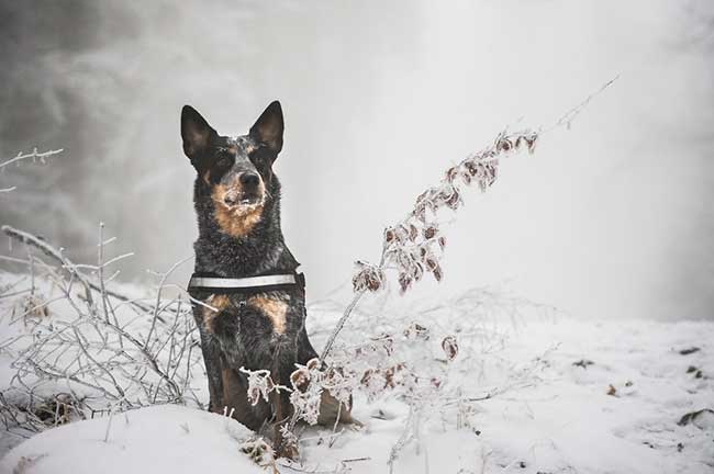 how cold can blue heelers tolerate