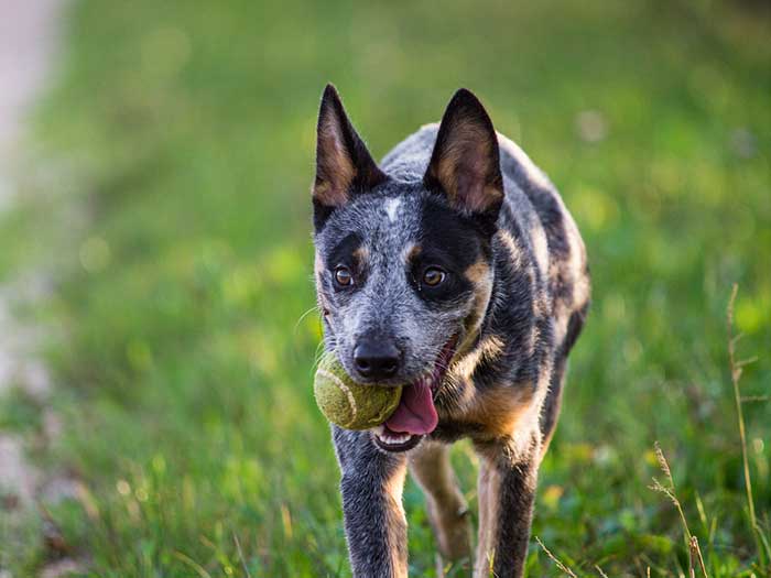 how fast are blue heelers