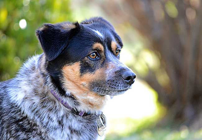 how long are blue heelers pregnant
