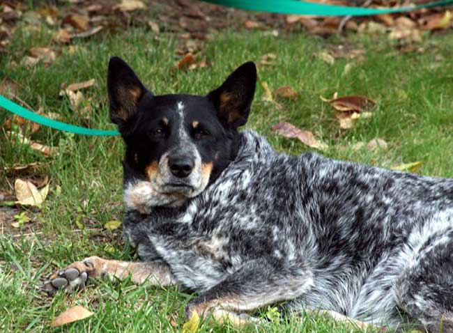 how long are heelers pregnant