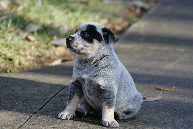 how long is a blue heelers pregnancy