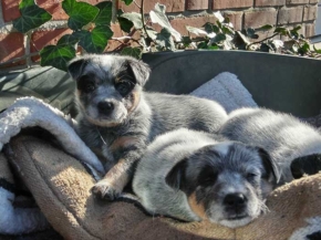 how many puppies can a blue heeler have