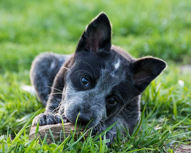 how many puppies can a blue heeler have