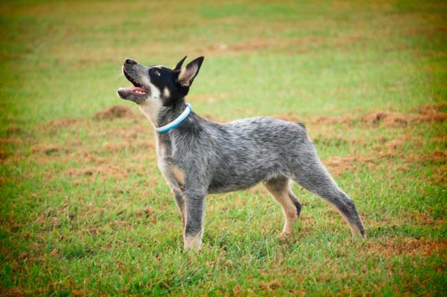 how many puppies do blue heelers have