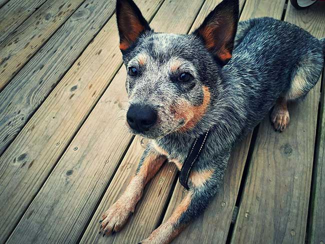 how many puppies does a blue heeler have