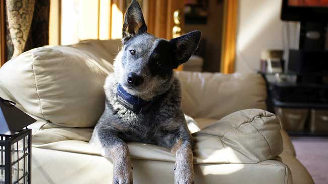 what are blue heelers mixed with