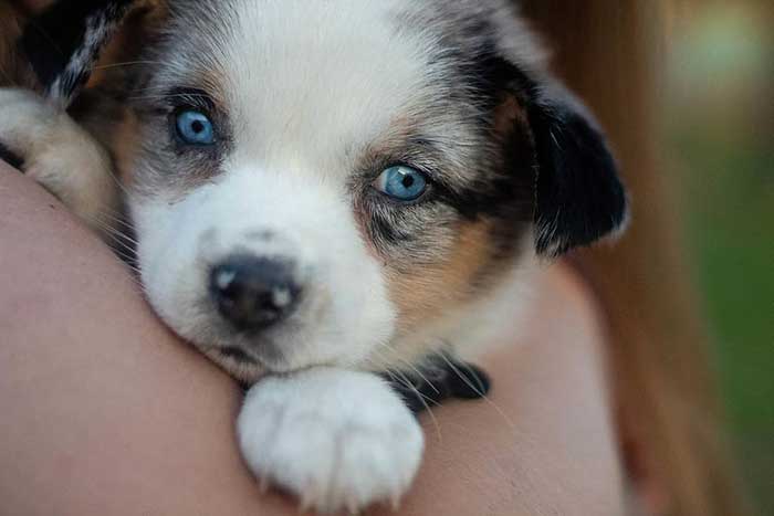 are blue heeler puppies born white