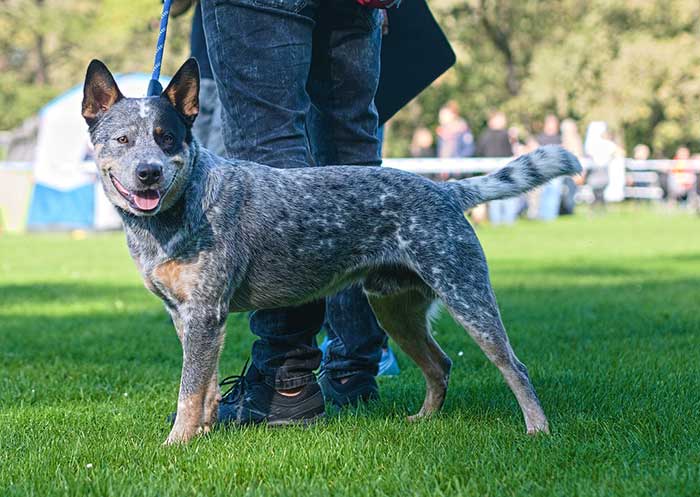 are all blue heelers born white