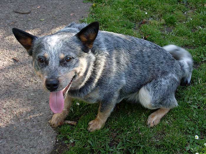 why are heeler puppies born white