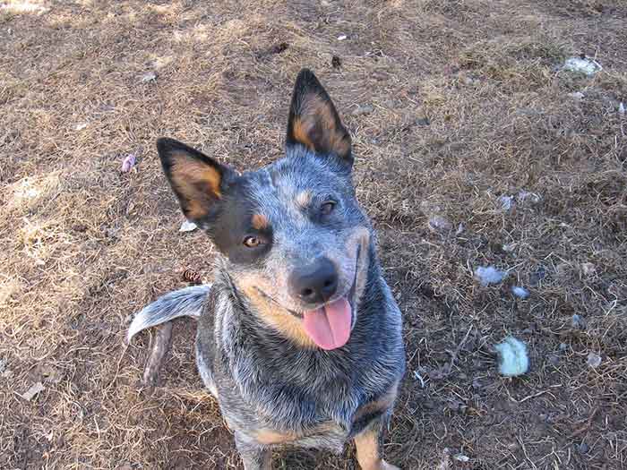 are blue heelers cuddly dogs