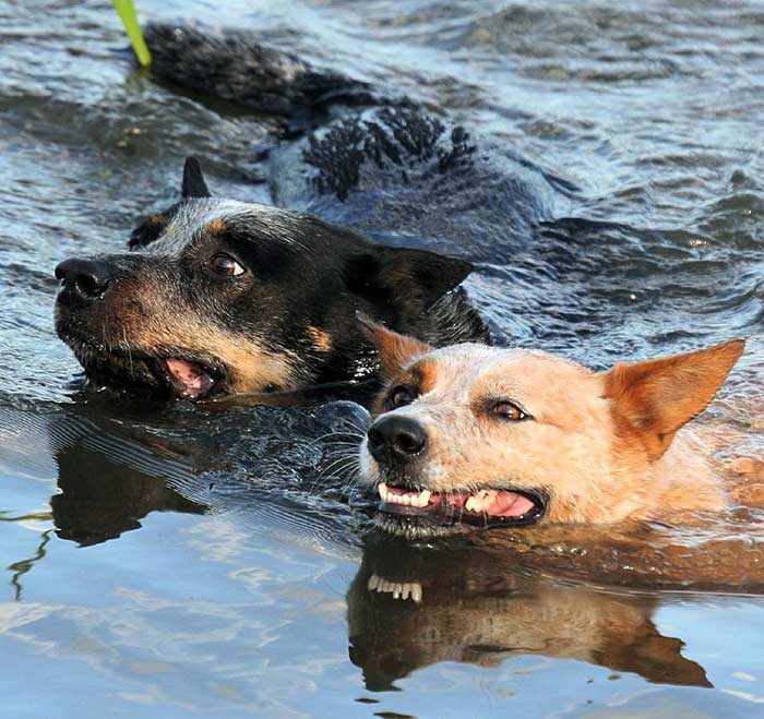 are blue heelers good swimmers
