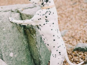 are dalmatian dogs deaf
