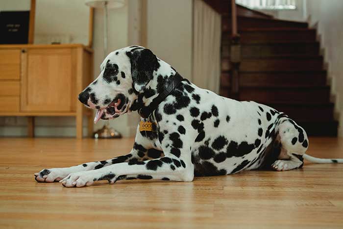 is dalmatian a good guard dog