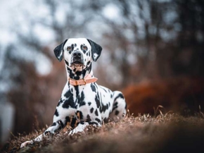 How Much Does a Dalmatian Puppy Cost