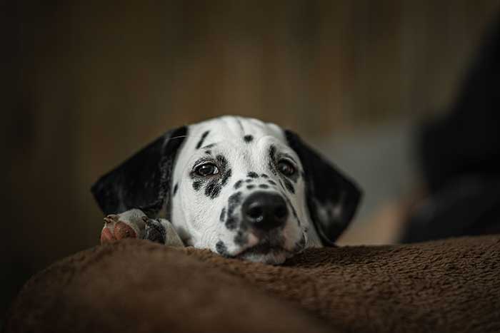 how much does a dalmatian puppy cost