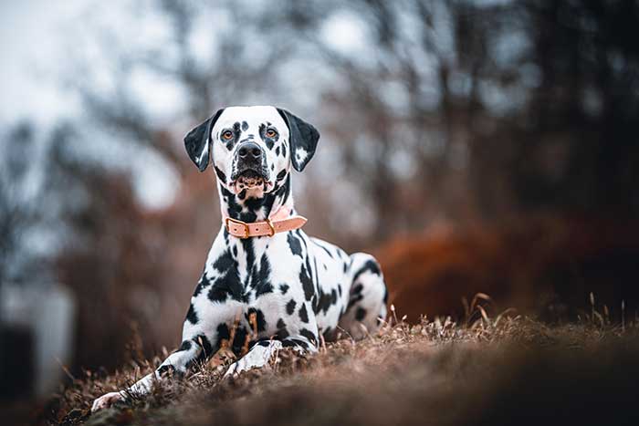 how much would a dalmatian puppy cost