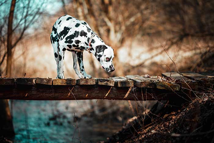 how much does a puppy dalmatian cost