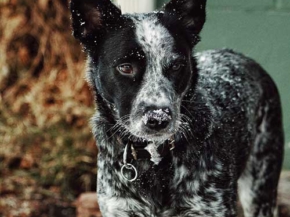 how smart are blue heelers