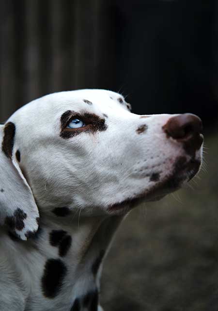 what were dalmatians bred for