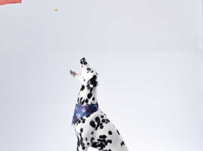 what are dalmatians bred for