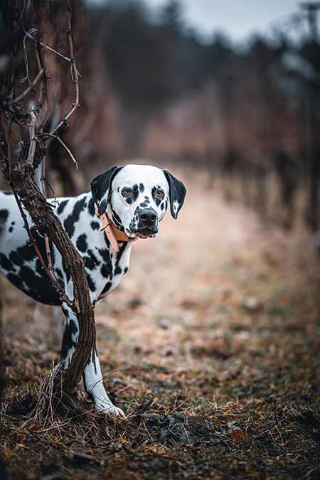 what were dalmatian dogs bred for